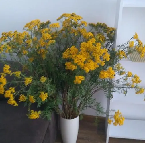 новобудова Apartment Lviv